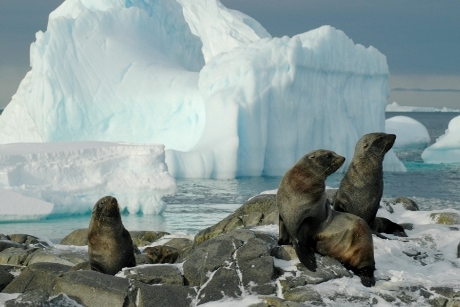Travel agents have reported an increase of 43 per cent in cruises booked to the Antarctica